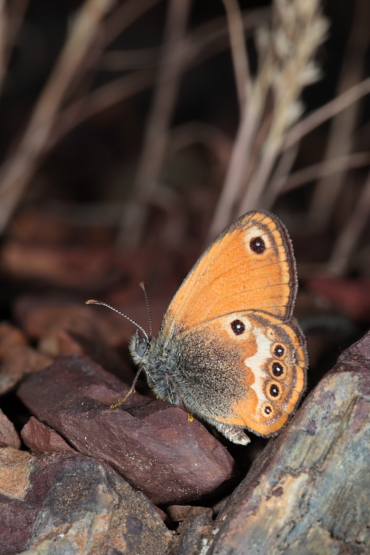 Coenonympha elbana di Capraia?- Coenonympha corinna